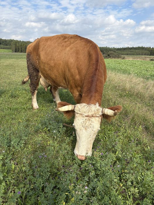 Krowa simentalka zacielona