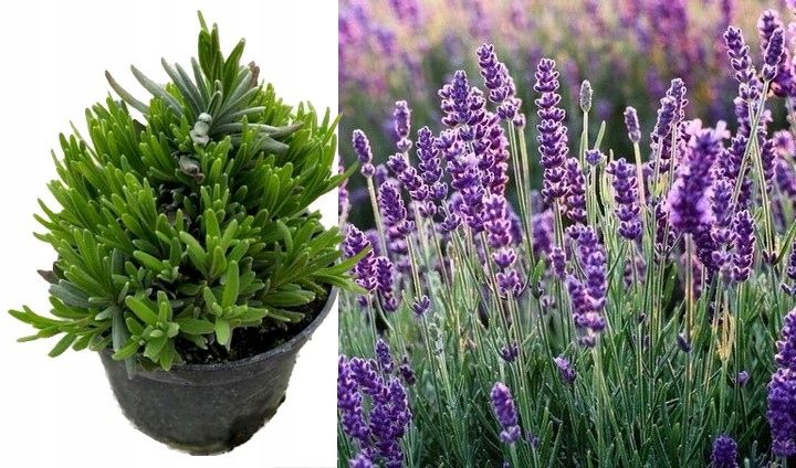 Lawenda Hidcote Blue Mrozoodporna Pachnąca na komary