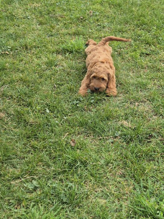 Cockapoo  suczka