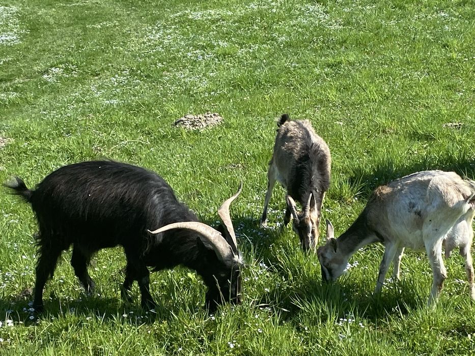 ТЕРМІНОВО. Продаються породисті кози, цапи і козенята