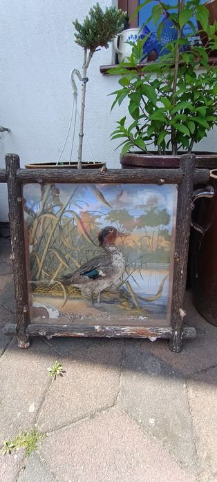 Stary obraz kaczor natura