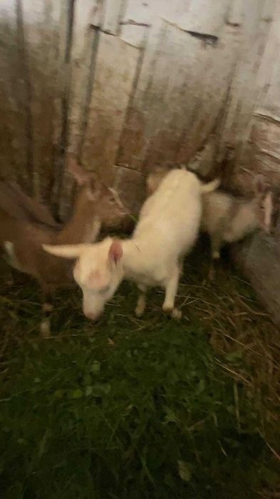 Продам козенят кізочки