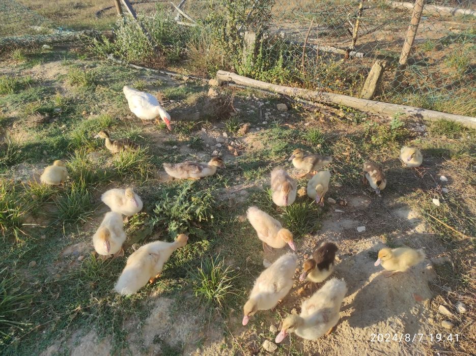 Patos mudos de raça grande