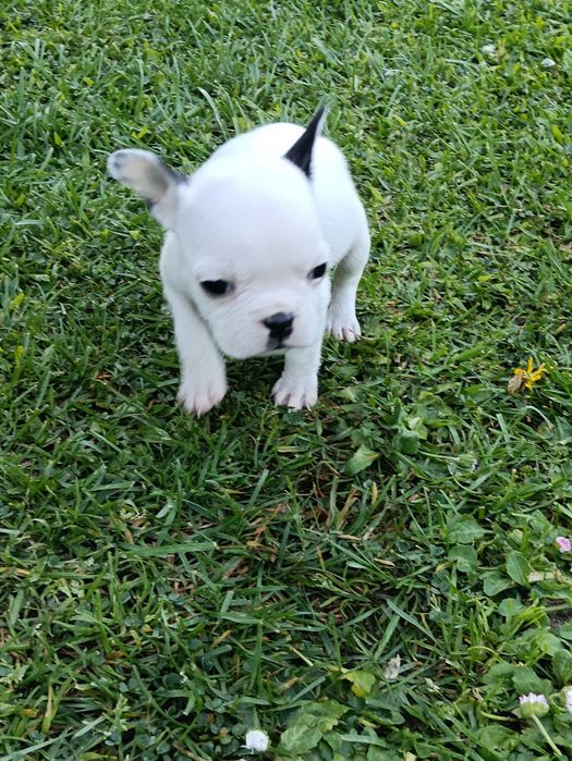 Bulldog francês fêmea