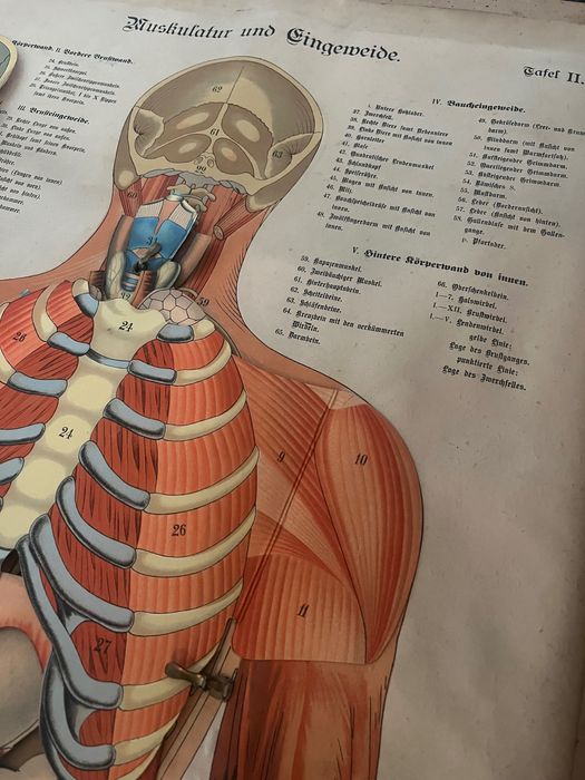 Tablice anatomiczne. Antyk. Schreibers Anatomische Wandtafel..