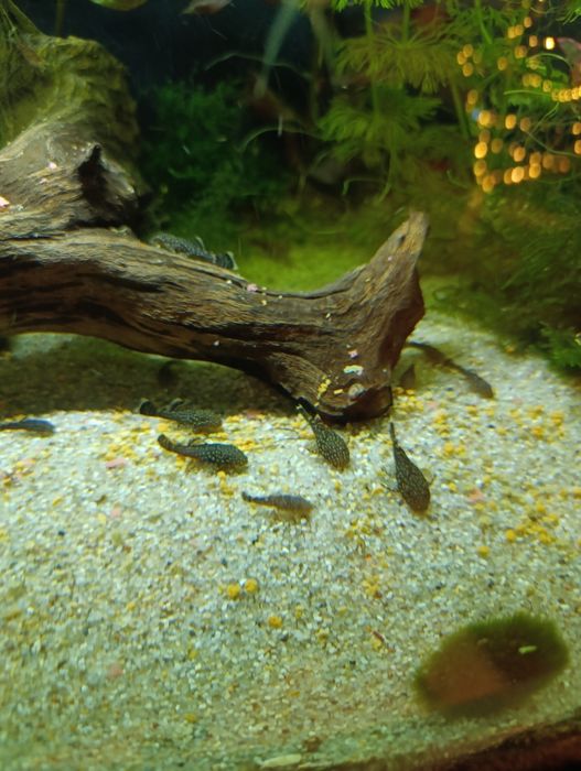 Glonojad zbrojniki pospolity