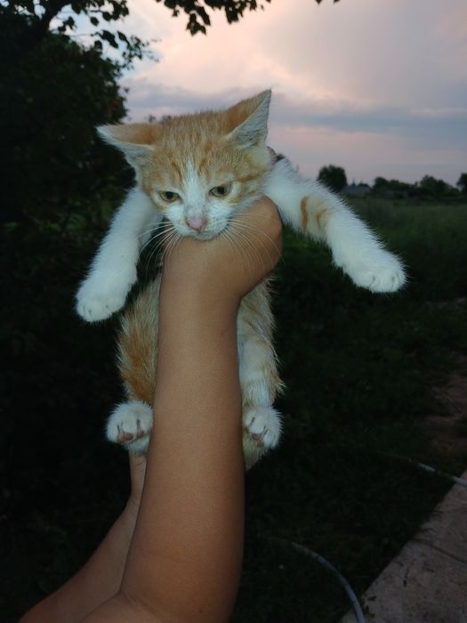 Віддам котика в добрі руки