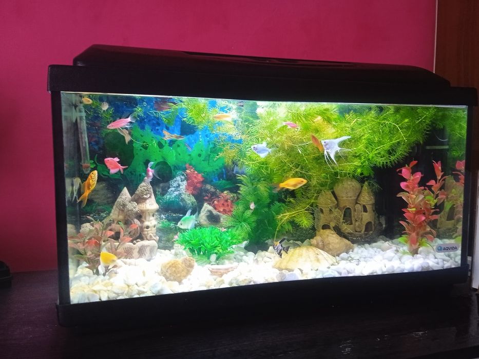Продаж Акваріума