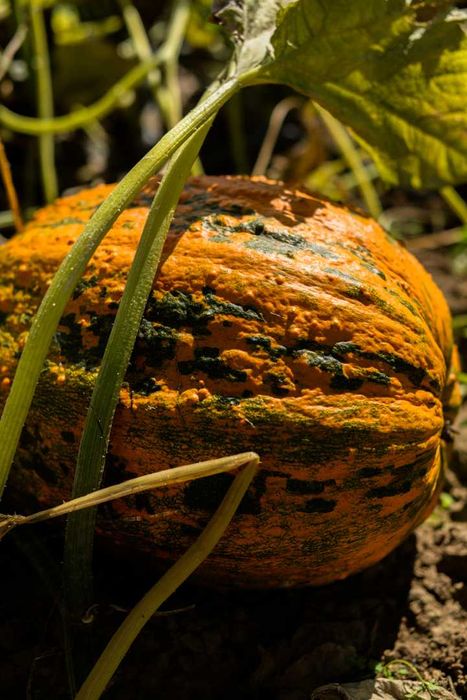 Олія гарбузова. Масло тыквенное