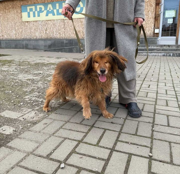 Любить обійматися, дає лапку. Особливий песик Бахмут