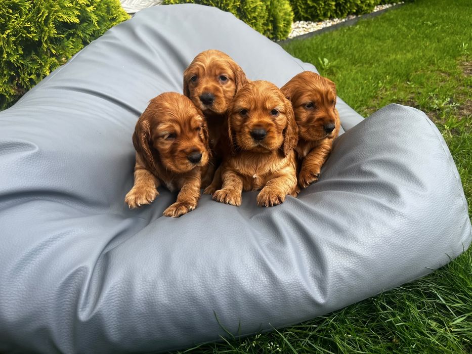 Suczka cocker spaniel angielski