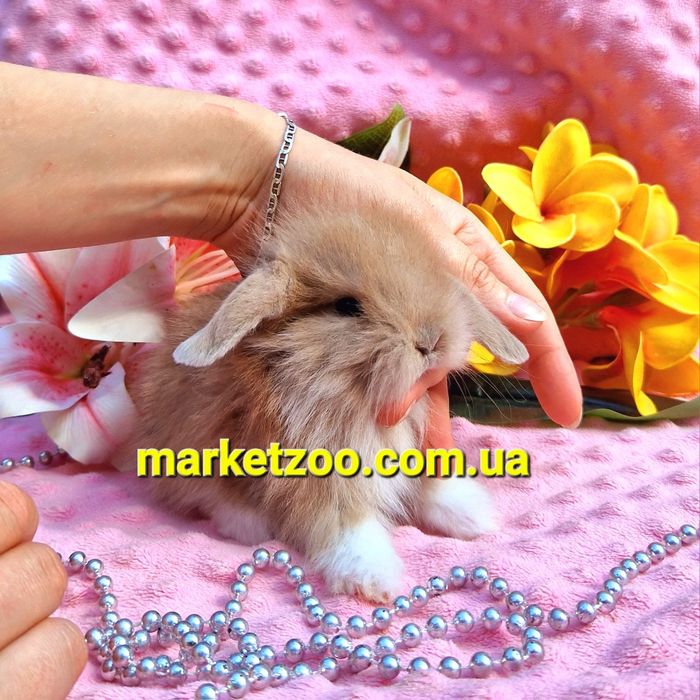 Мини mini lop мiнi кролик вислоухий баранчик карликовые кролики