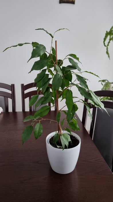 Benjamin kwiat doniczkowy