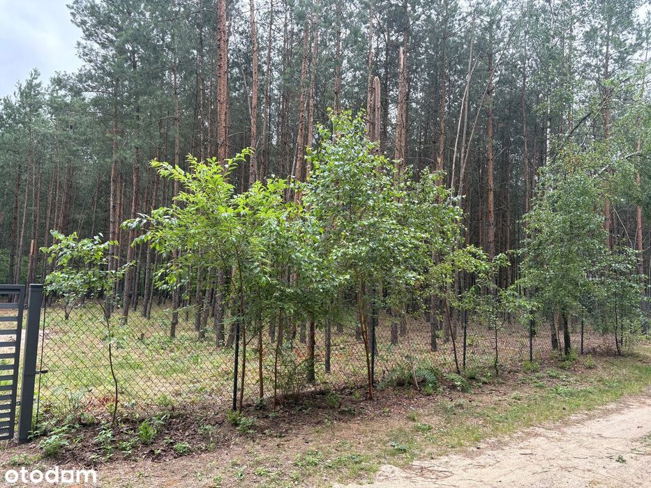 Zdjęcie 5