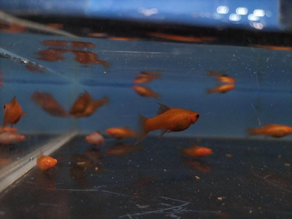 Młode narybek mieczyki pakiet ok 25szt