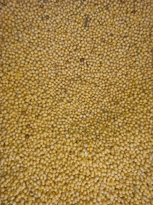 Продаю сою Аббі.