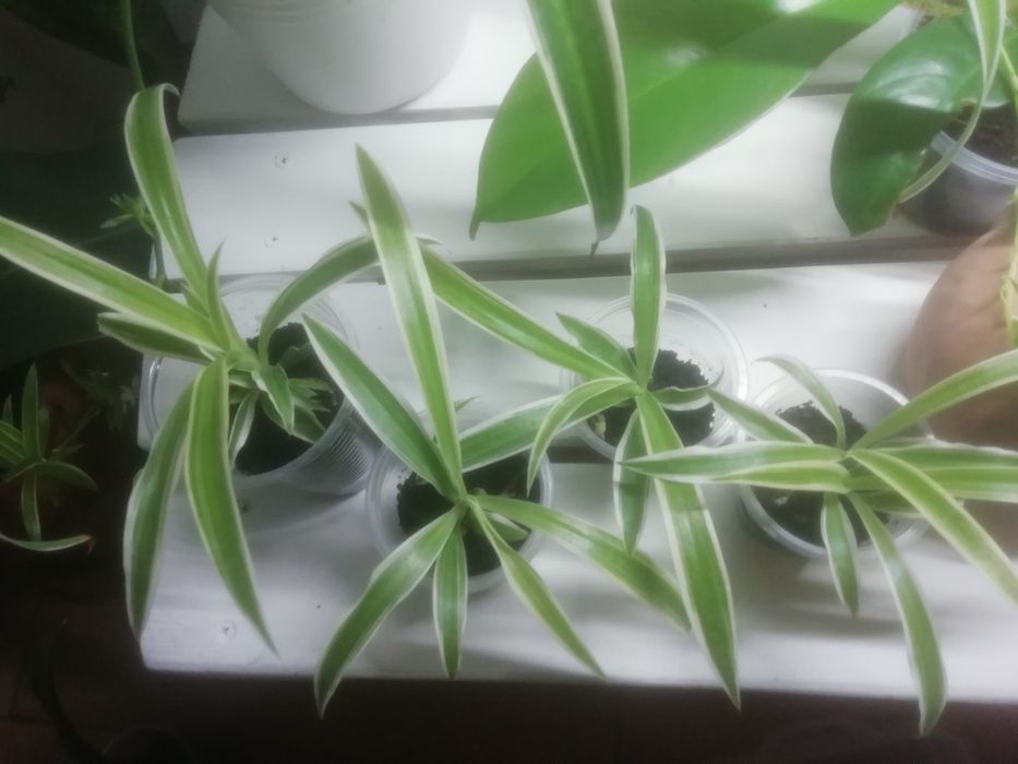 Комнатные растения  , Регал Шилд, алоказия Портодора, хлорофитум