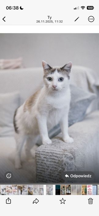 Mimi szuka domu na stale.