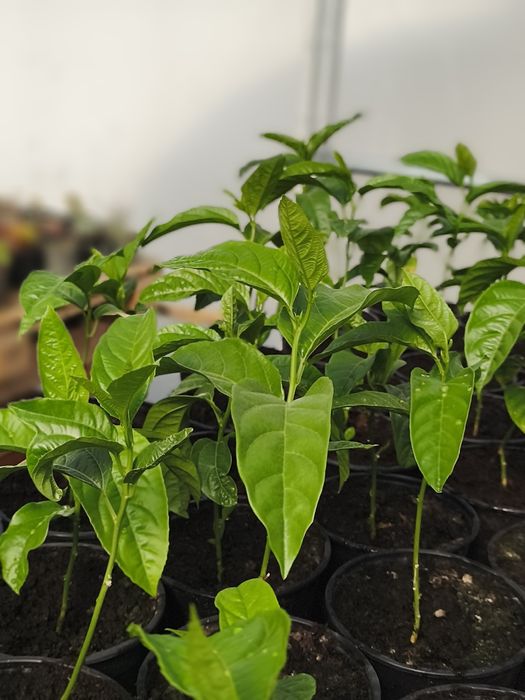 Venda de plantas de maracujá roxo