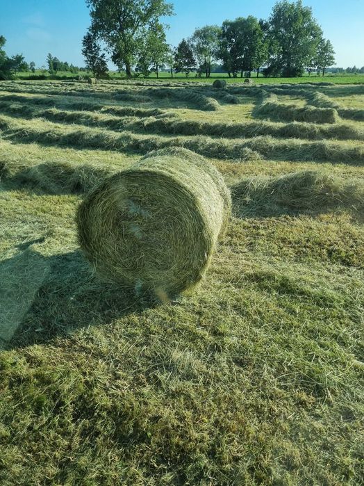 Siano zebrane bez deszczu, suche i pachnące
