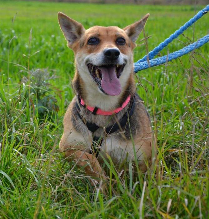 Nala - wystraszona, łagodna, delikatna - sunia do adopcji.