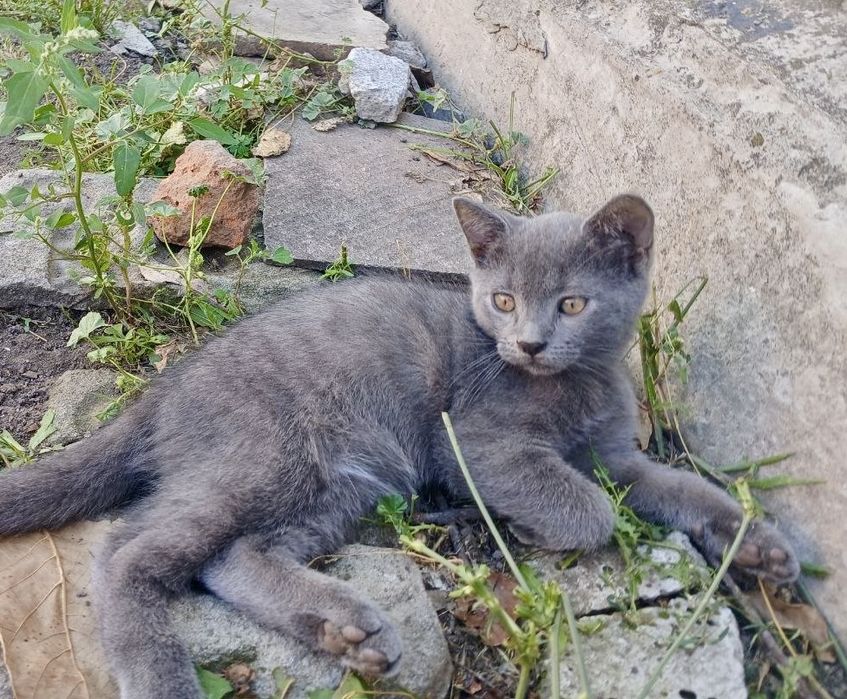 Кошенята в добрі руки