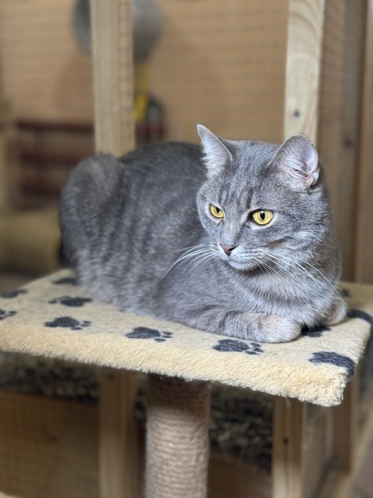 Коты и кошки выбор