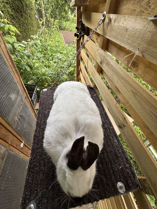 Królik kalifornijski samica rodowód