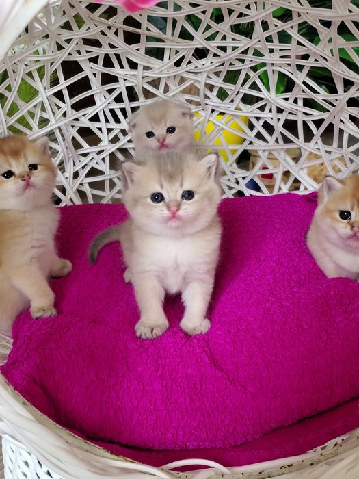 Очень ласковые малыши, ручные котята золотая шиншилла