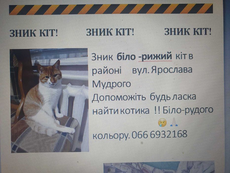 Пропал  бело-рыжий кот