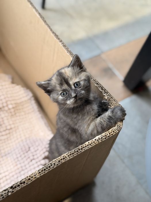 Кошенята  1 місяць