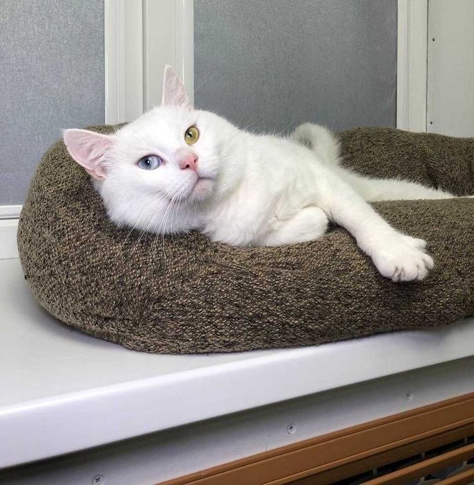 Уникальный,белоснежный котик с глазами разного цвета. Патриот, 1 годик