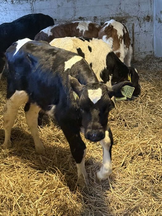 Witam sprzedam 4 byczki i 3 jałowki