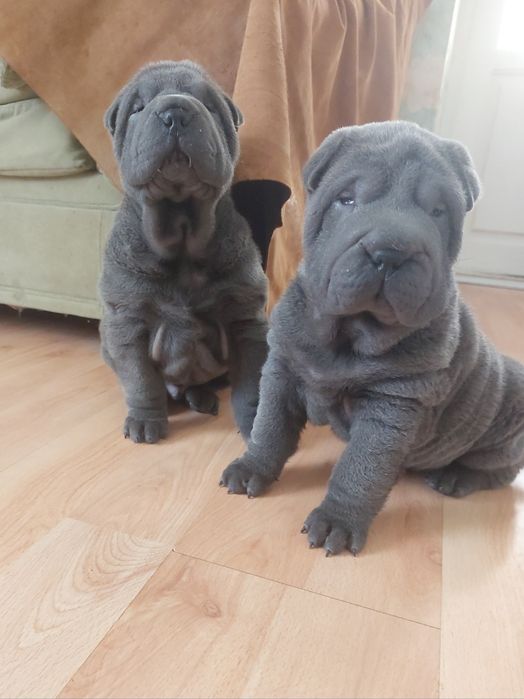 Щенки шарпея голубого и лилового окраса.