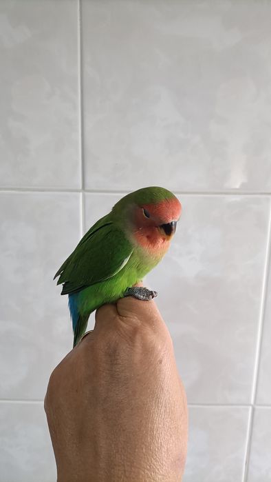 Agapórnis criados á mão