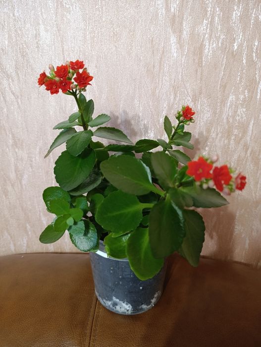 Каланхоє декоративне ( 5 в 1)