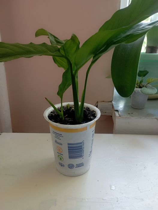 Спатефіліум. Жіноче щастя