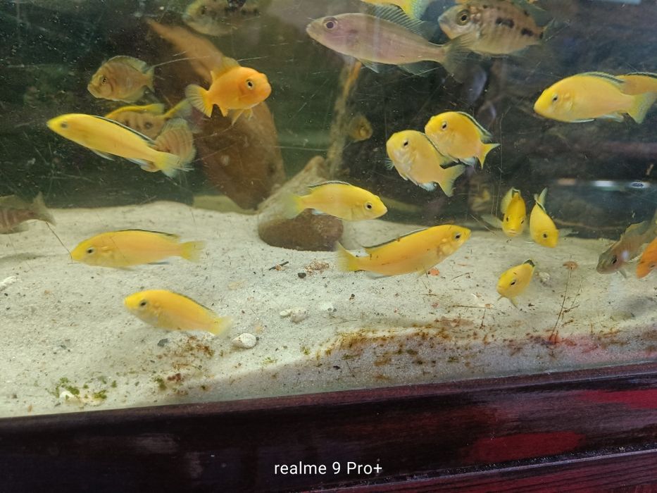 Labidochromis caeruleus