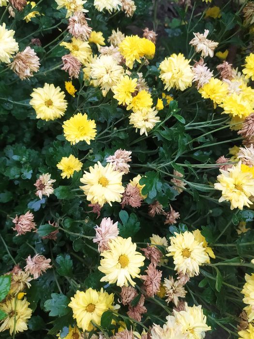 Продаются хризантемы желтые