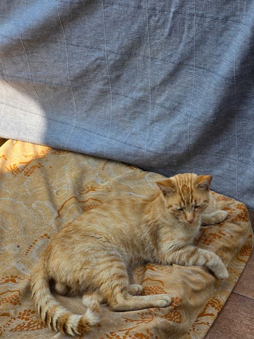 Kto pokocha rudego Amber