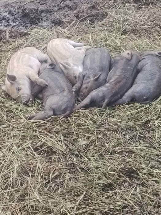 Продаються малі свині мангали