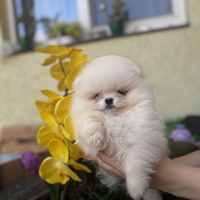 Хлопчику шоу класу тип ведмедика