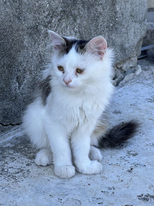 Віддам кошенят в добрі руки