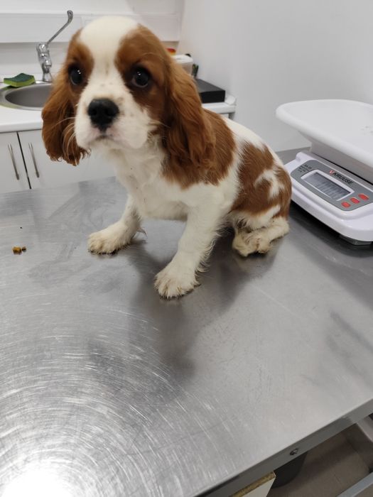 Cavalier King Charles macho