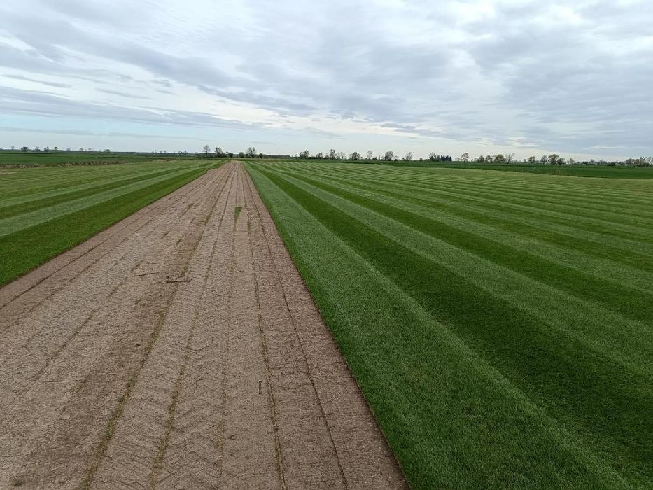 Trawa z rolki / Wzmocniona Siatką/Roll_Grass  Producent Roll_Grass