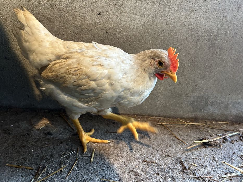 Galitos cruzados de legorne