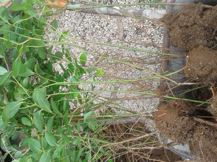 Plantas de mirtilo-variedade Aurora- sem vaso