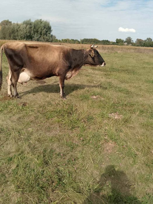 Продам корову, швідка