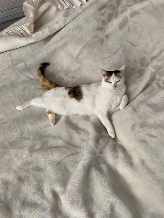 Віддаю у добрі руки кішку