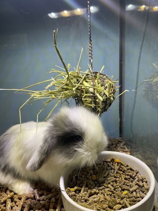 Coelho Anão Mini Lop Belier - LOJA!!